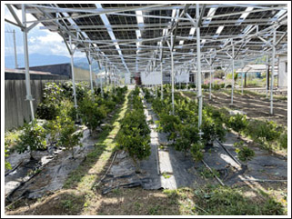 営農型太陽光発電所イメージ5